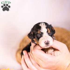 Genesis, Bernedoodle Puppy